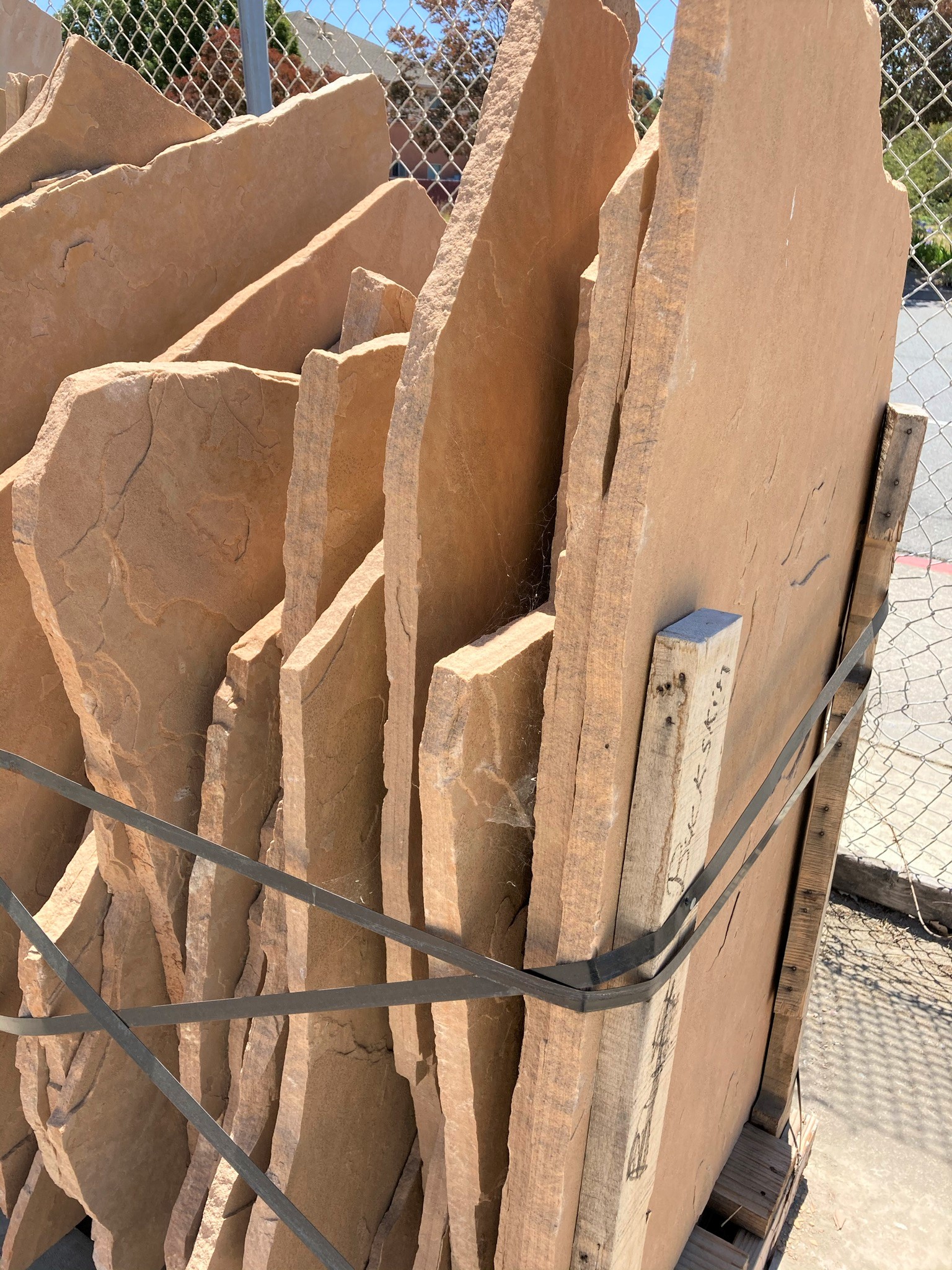 ARIZONA BUCKSKIN